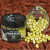 Wafters Wlc Carp 2 Color Garlic 11mm